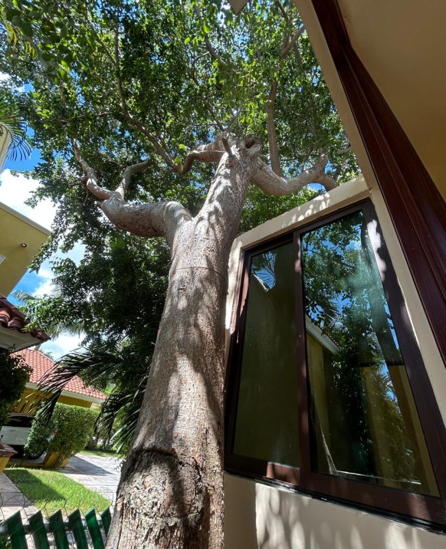 venta casa La Ceiba 8