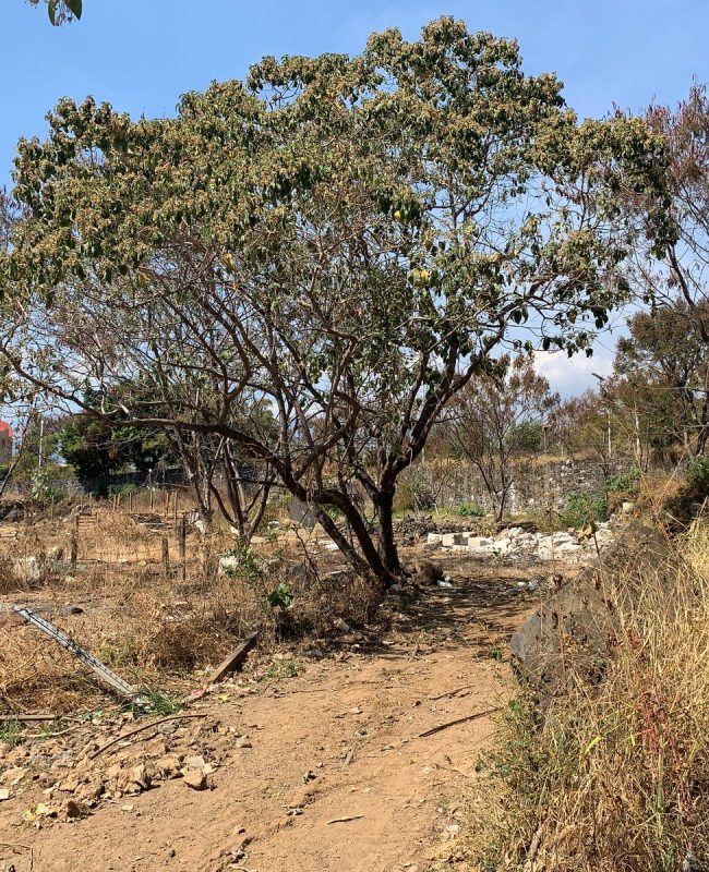 venta terreno Burgos Cuernavaca 6 guardar