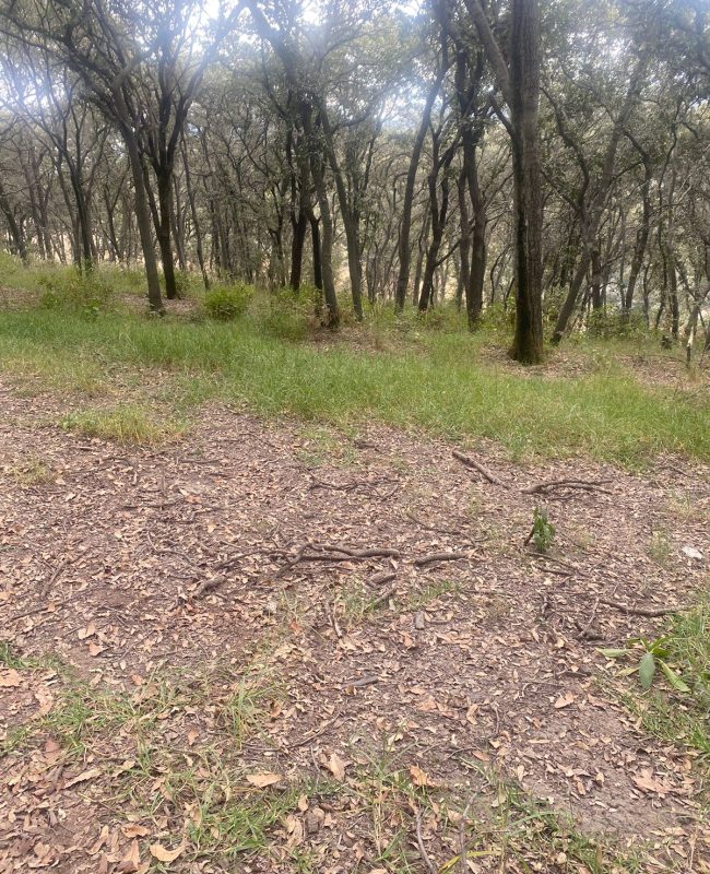 venta terreno Jilotzingo 1