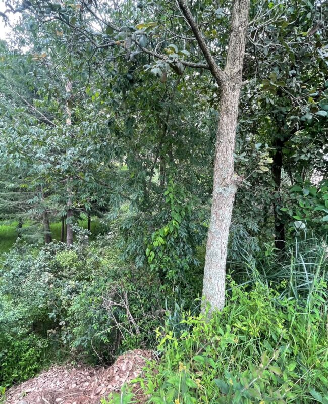 venta terreno Jilotzingo 1