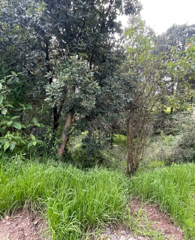 venta terreno Jilotzingo 2
