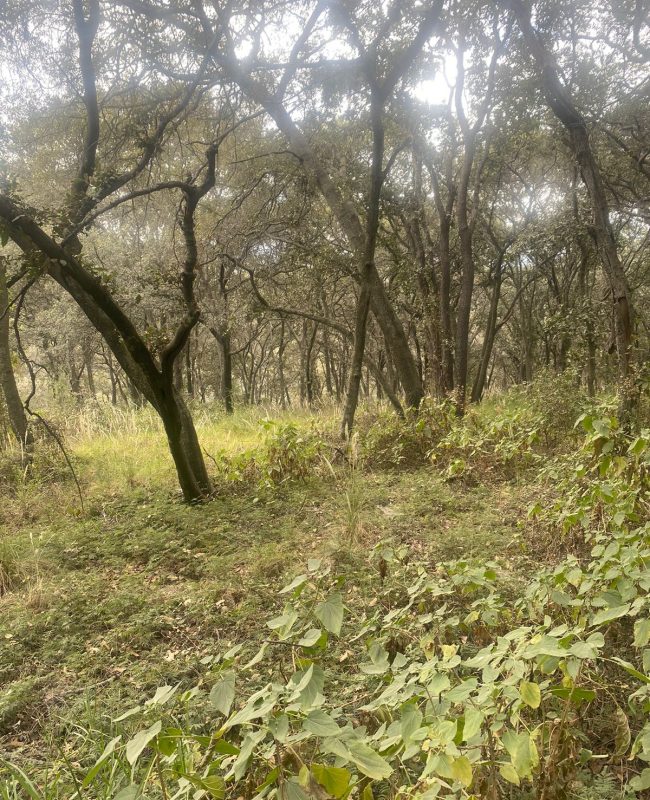 venta terreno Jilotzingo 3