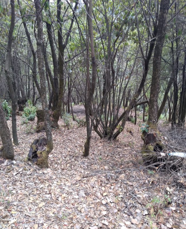 venta terreno Jilotzingo 3