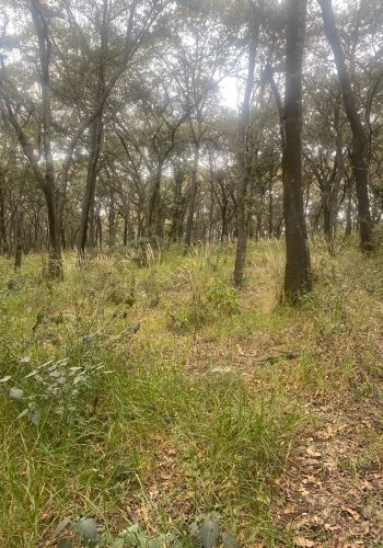 venta terreno Jilotzingo 4