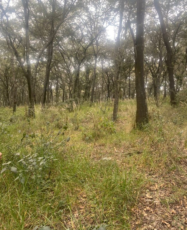 venta terreno Jilotzingo 4