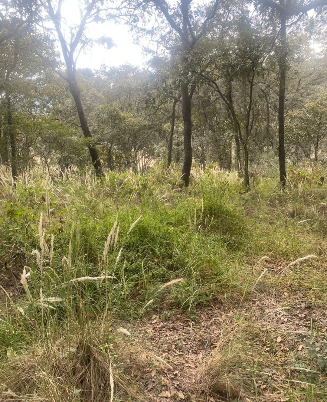 venta terreno Jilotzingo 6