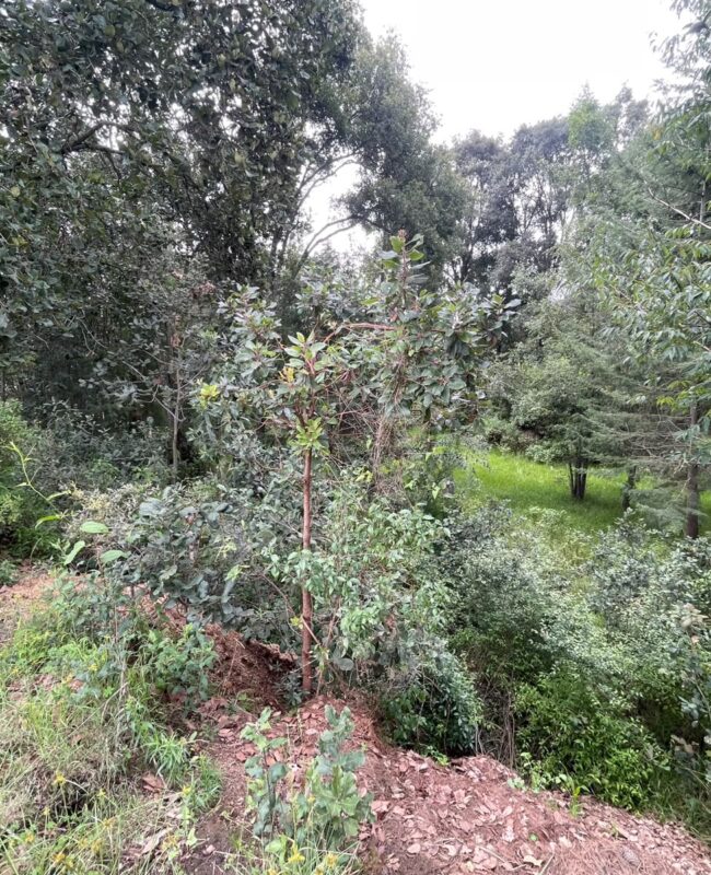 venta terreno Jilotzingo 6